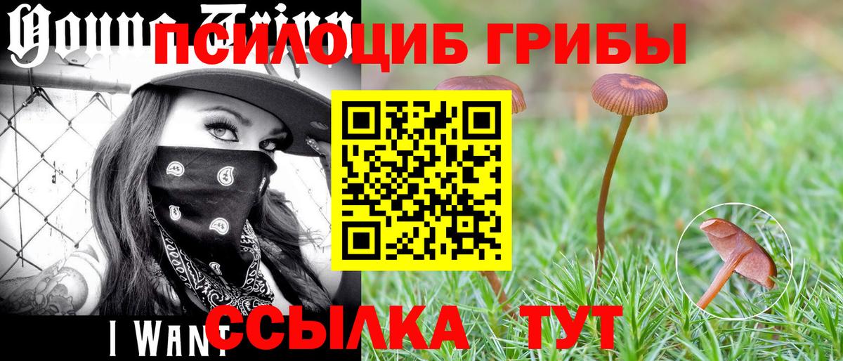 Псилоцибиновые грибы Psilocybine cubensis  Вход с VPN  Луга 